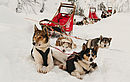 Finnland - Mit Huskys unterwegs in Lappland