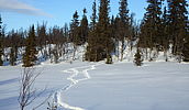 Norwegen - Schneeschuhwandern in winterlicher Weite